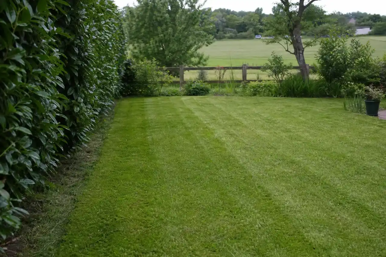 Pelouse fraîchement tondue d'un jardin de maison à Châteauroux, lumière basse du Berry, bandes de coupe régulières et bordure nette le long d'une haie, sol frais de plaine en arrière-plan.