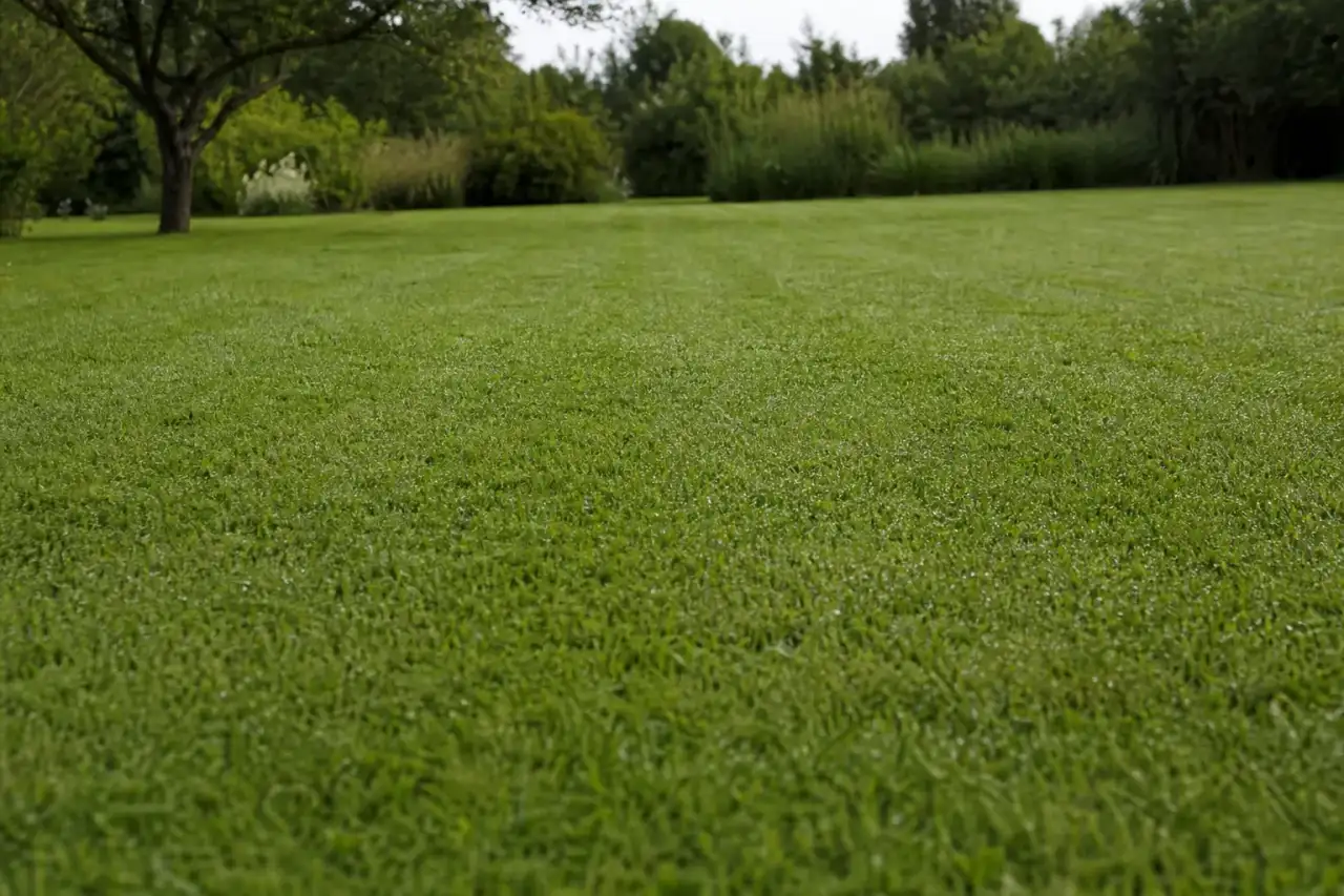 Gros plan sur des bandes de tonte régulières et une coupe nette, rosée du matin sur l'herbe verte d'un jardin castelroussin.