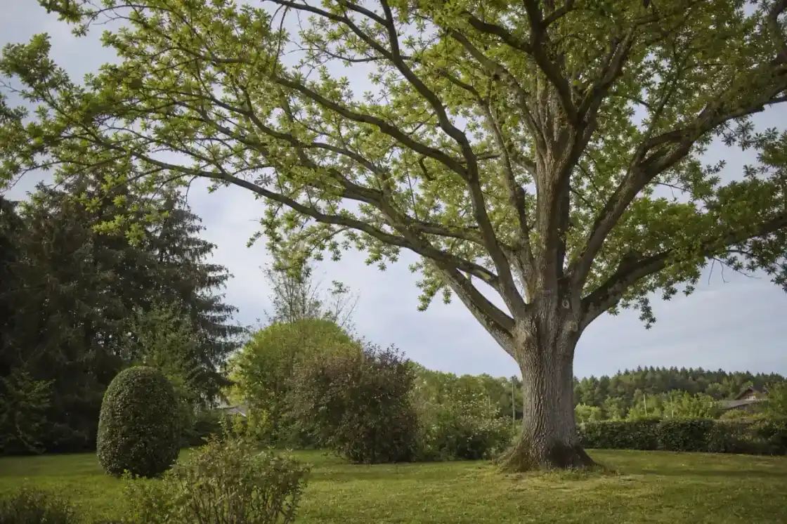 Petit élagage d'agrément d'un chêne dans un jardin de faubourg castelroussin, lisière de la forêt domaniale de Châteauroux en arrière-plan, lumière basse de plaine berrichonne, ambiance calme et soignée.