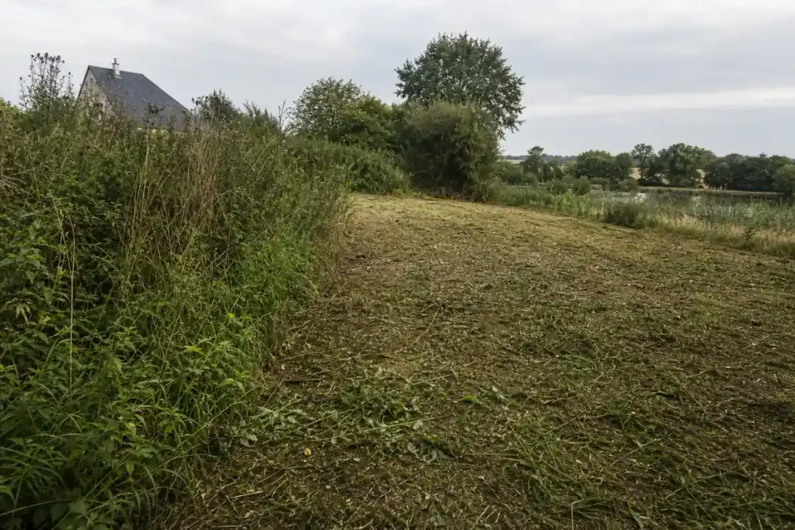 Terrain enfriché en bordure de plaine humide près de Châteauroux, dans le Berry, à moitié débroussaillé : d'un côté ronces et herbes hautes, de l'autre sol net et strate rase, lumière basse et horizon plat typique de l'Indre.
