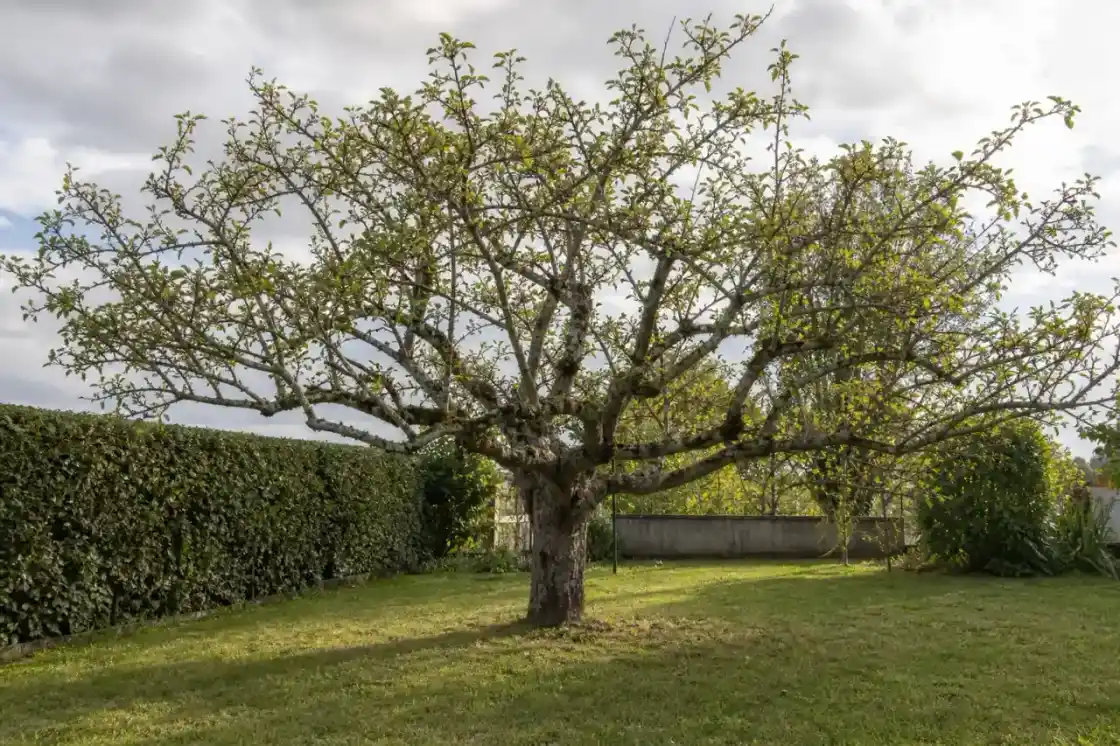 Vieux pommier de jardin castelroussin après taille de remise en forme, couronne aérée, lumière traversant les branches, sol propre sans déchets verts.
