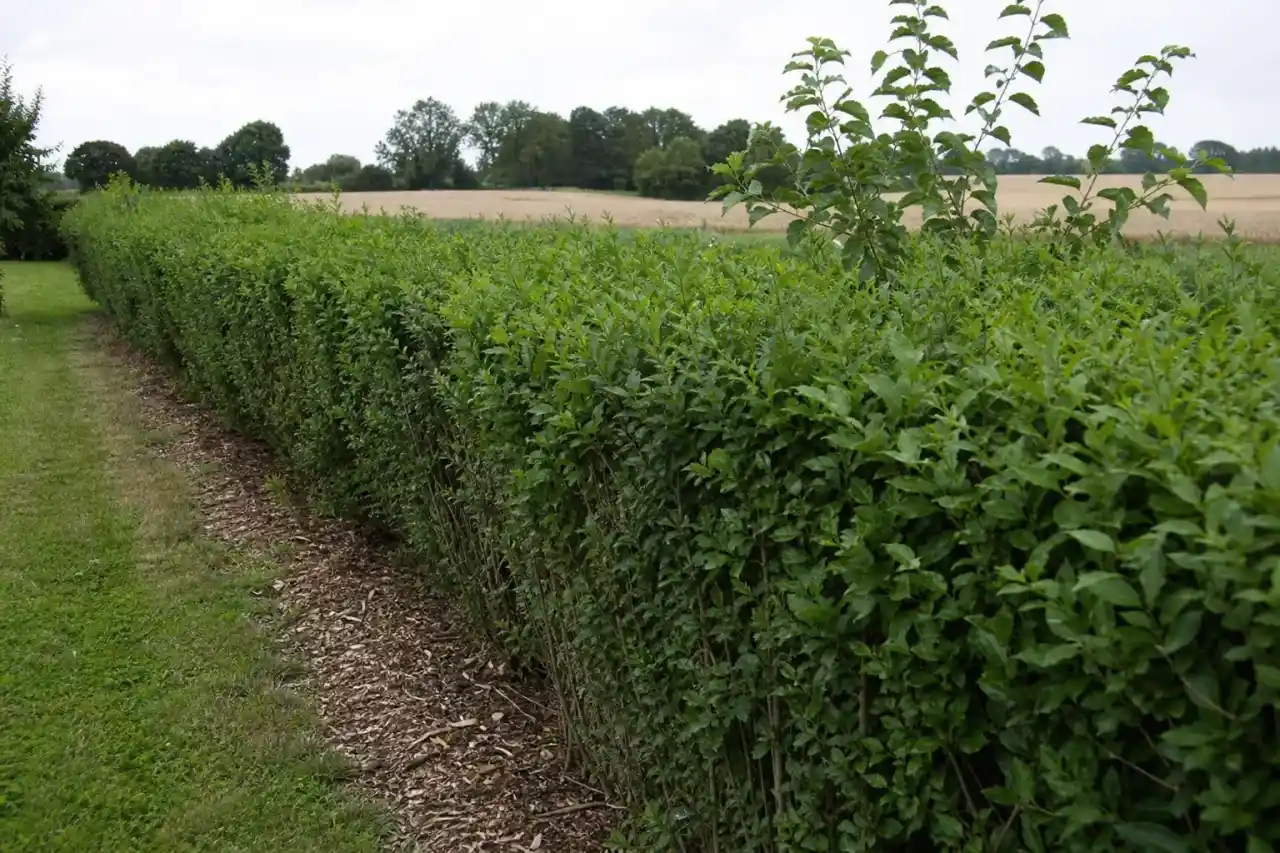 Haie champêtre dense de charme et troène délimitant une parcelle sur sol argilo-calcaire au nord de Châteauroux, paillage au pied, ambiance de plaine céréalière du Berry.