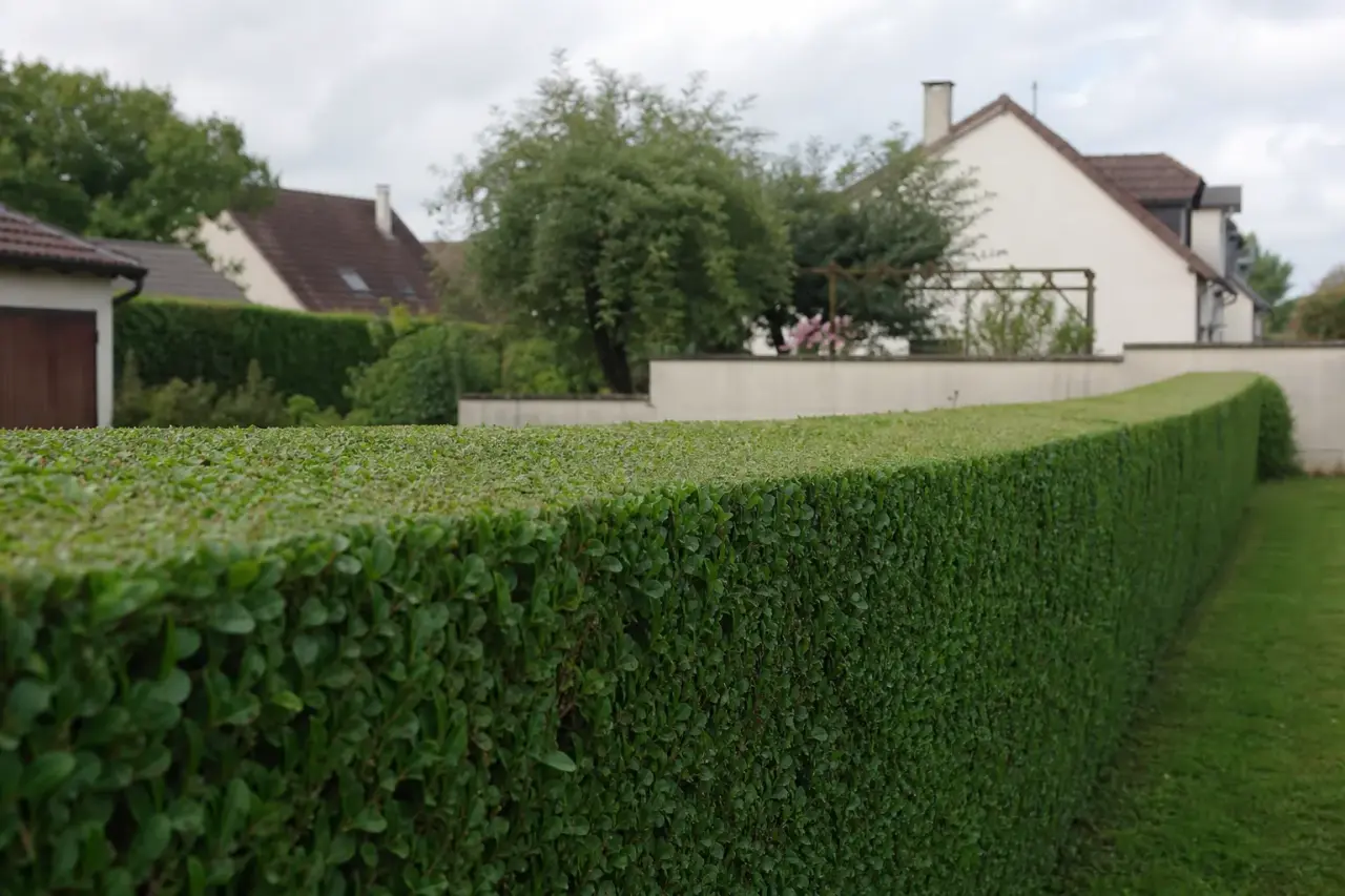 Gros plan d'une haie de ville castelroussine fraîchement taillée, faces nettes et sommet régulier, jardin pavillonnaire de Châteauroux en arrière-plan.